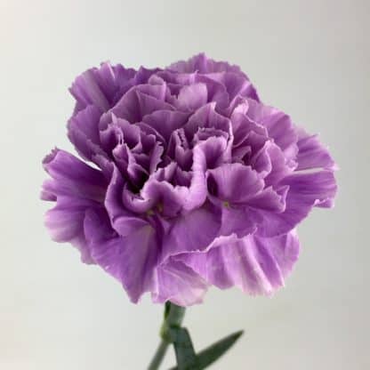 Carnation Moonaqua  