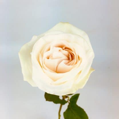 White O'Hara Garden Rose  