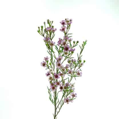 Waxflower - Pink  