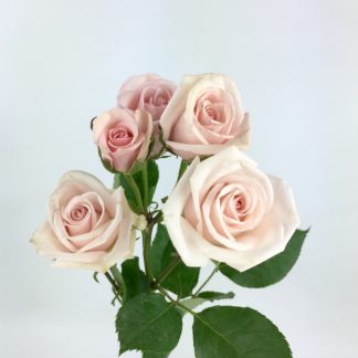 Spray Rose - Blush Pink  