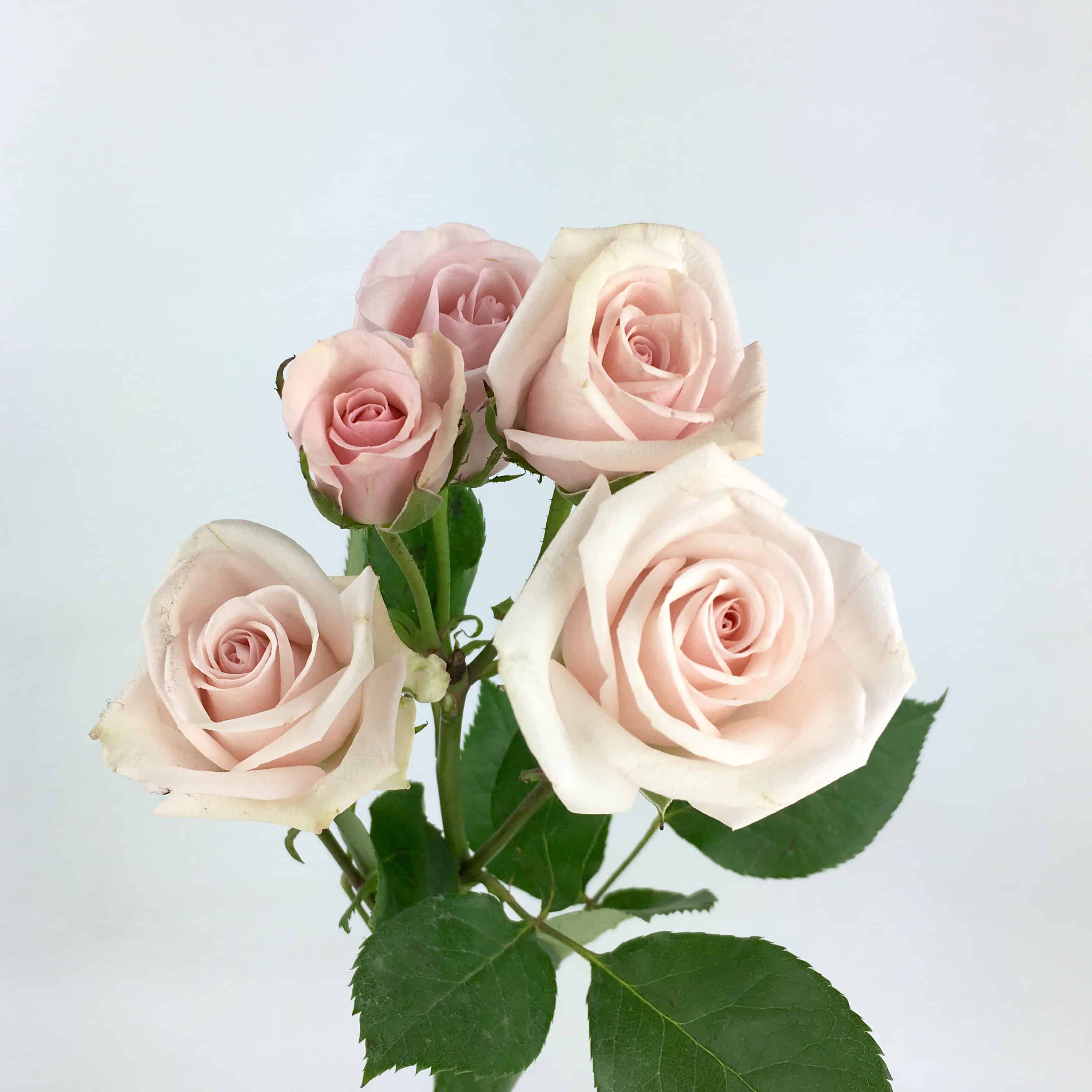 globo Moral vesícula biliar Spray Rose - Blush Pink - Wholesale Bulk Flowers - Cascade Floral