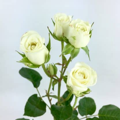 Spray Rose - White  