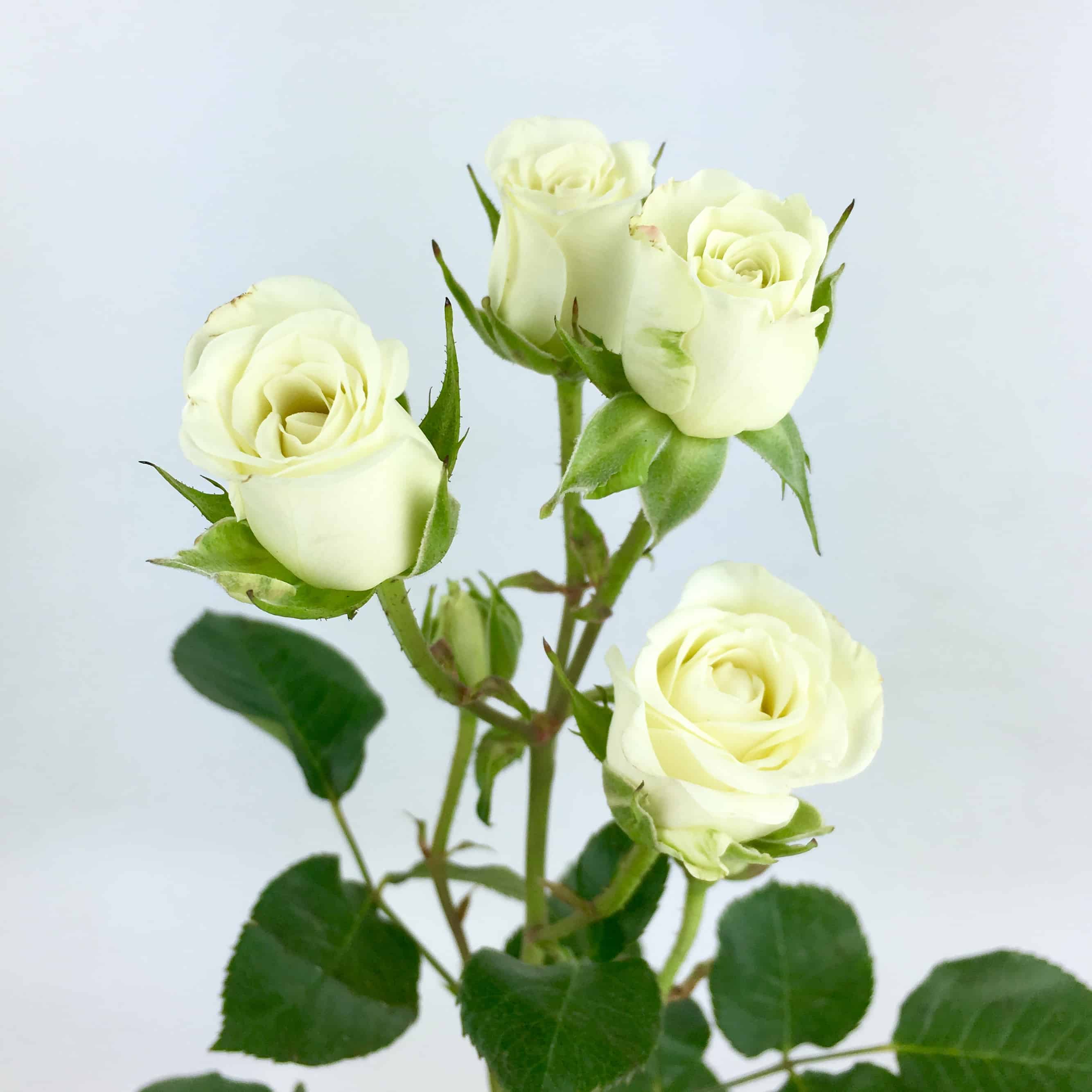 Cream and Pink Artificial Open Rose Stems