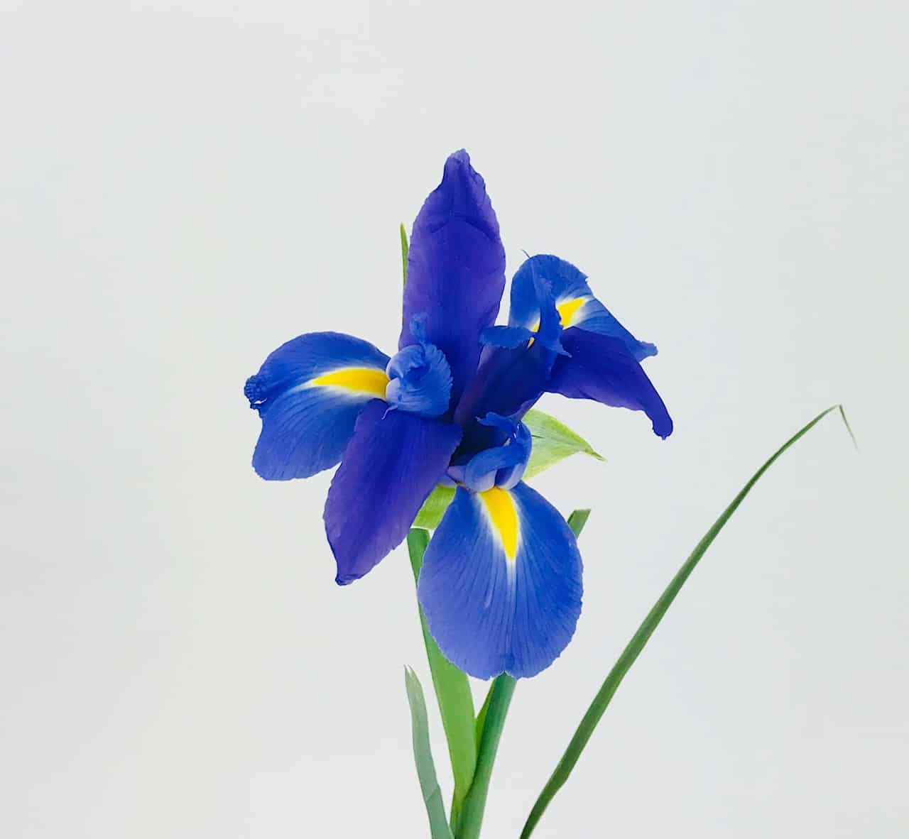 IRIS - Wholesale Bulk Flowers - Cascade Floral