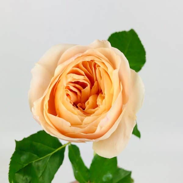 Juliet Garden Rose - Wholesale Bulk Flowers - Cascade Floral