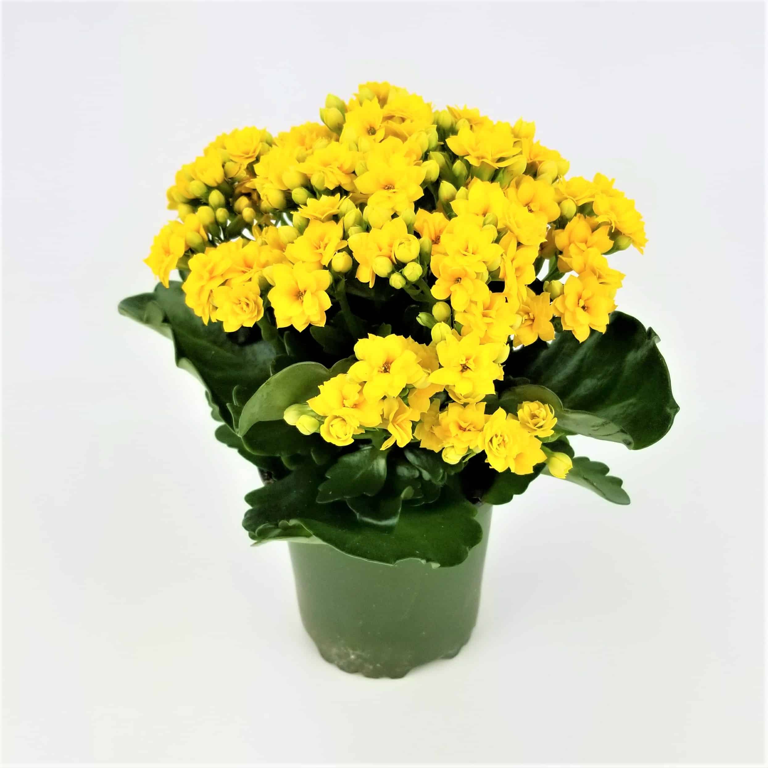 KALANCHOE PLANT- 4" POT - Wholesale Bulk Flowers - Cascade Floral