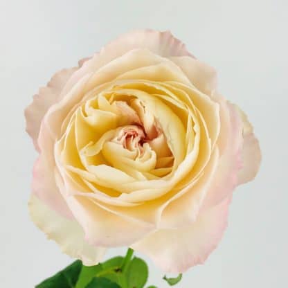 Keira Garden Rose  