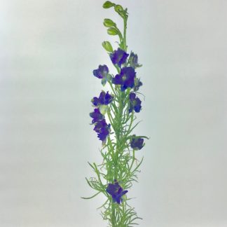 LARKSPUR - PURPLE  