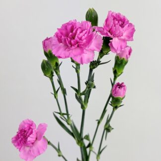 CARNATION MINI LIGHT PURPLE CARNATION MINI LIGHT PURPLE