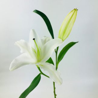 LILY ORIENTAL WHITE 2 BLOOM  