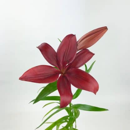 LILY ASIATIC - BURGUNDY  