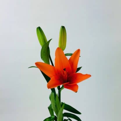 LILY ASIATIC - ORANGE  