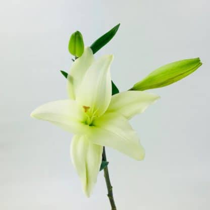 LILY ASIATIC - WHITE  