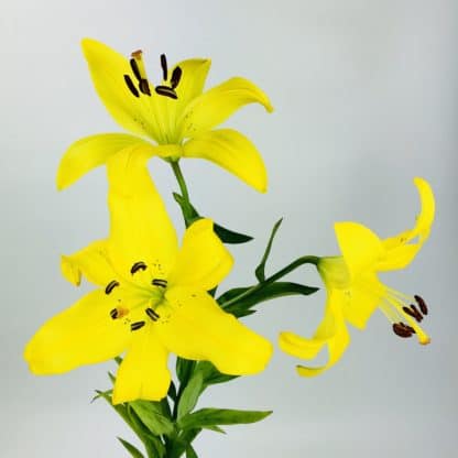 LILY ASIATIC - YELLOW  