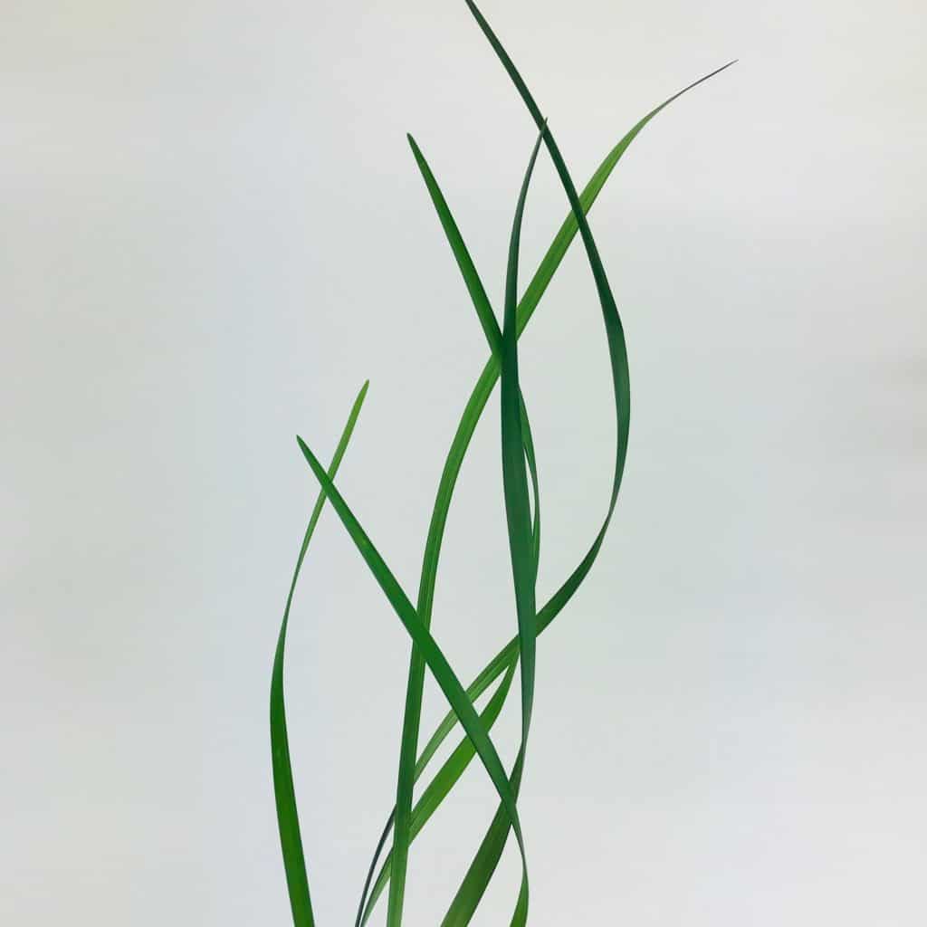 LILY GRASS Wholesale Bulk Flowers Cascade Floral
