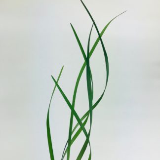 LILY GRASS  