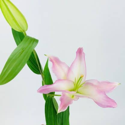 LILY ORIENTAL - PINK  