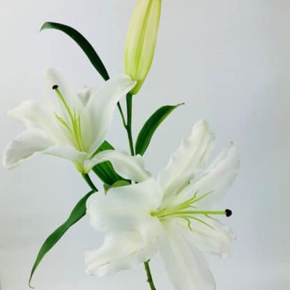 LILY ORIENTAL WHITE 3 BLOOM  