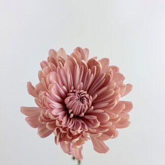 MUMS - LINETTE  