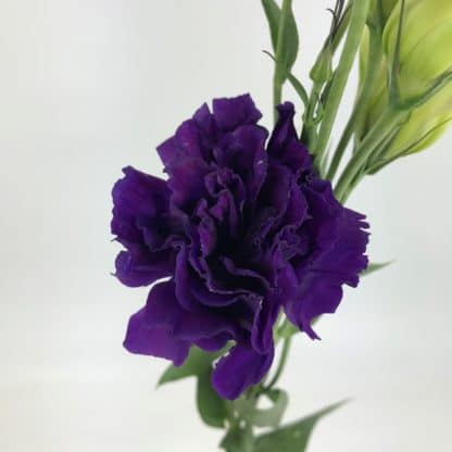 Lisianthus - Dark Purple  