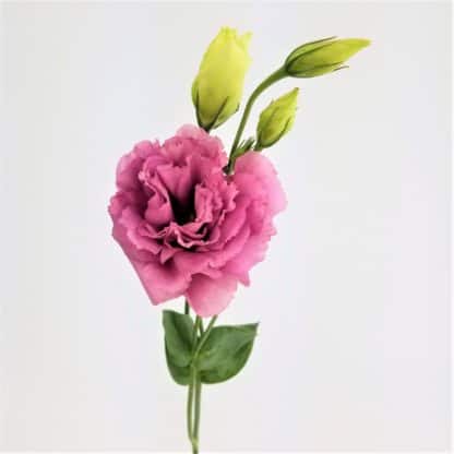 Lisianthus - Pink  