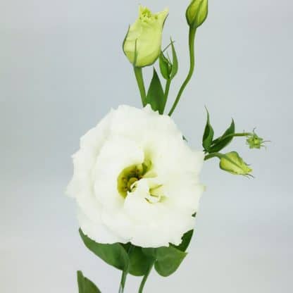 Centerpiece Package - Ivory and White  