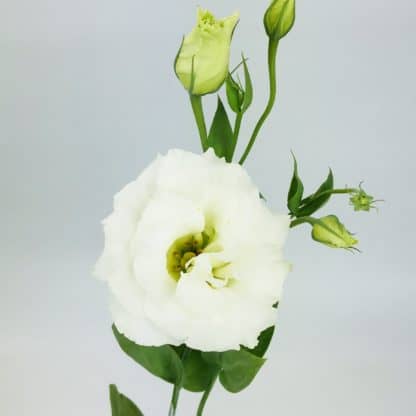 Lisianthus - White  