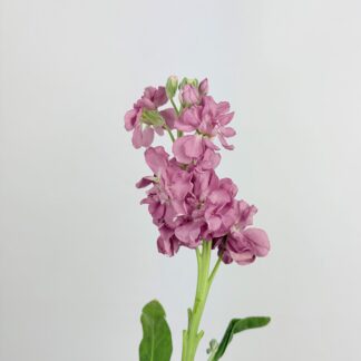 STOCK- MAUVE PINK  