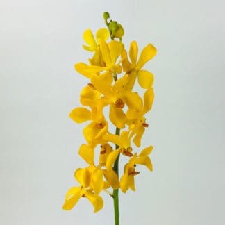 MOKARA ORCHIDS - YELLOW  