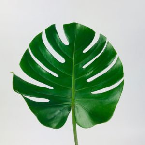 Monterra Leaf
