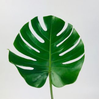 Variegated Tropical Leaf Aspidistra Ribbon (BTY)
