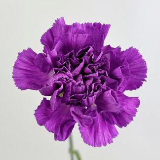 CARNATION- MOONLITE CARNATION- MOONLITE