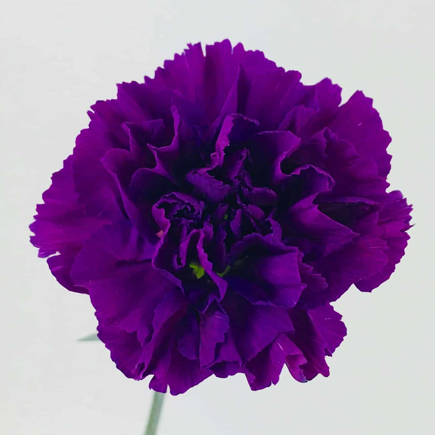 Purple carnations on sale