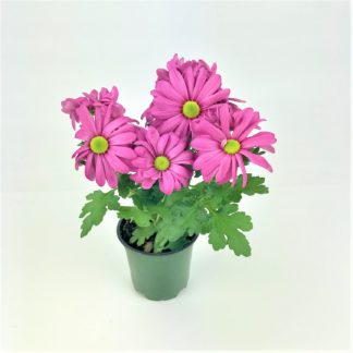 MUM PLANTS- 4" POT MUM PLANTS- 4" POT