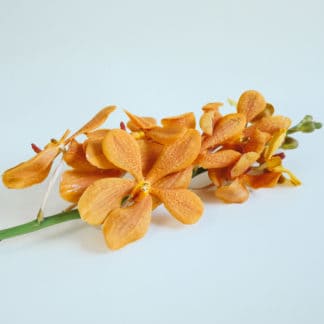 MOKARA ORCHIDS - ORANGE  