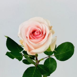 NOVIA ROSE - 50CM NOVIA ROSE - 50CM