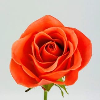 ORANGE CRUSH ROSE - 40CM ORANGE CRUSH ROSE - 40CM