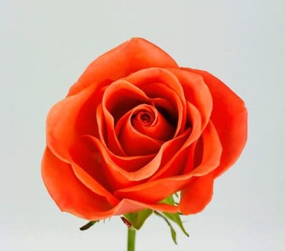 ORANGE CRUSH ROSE - 40CM  