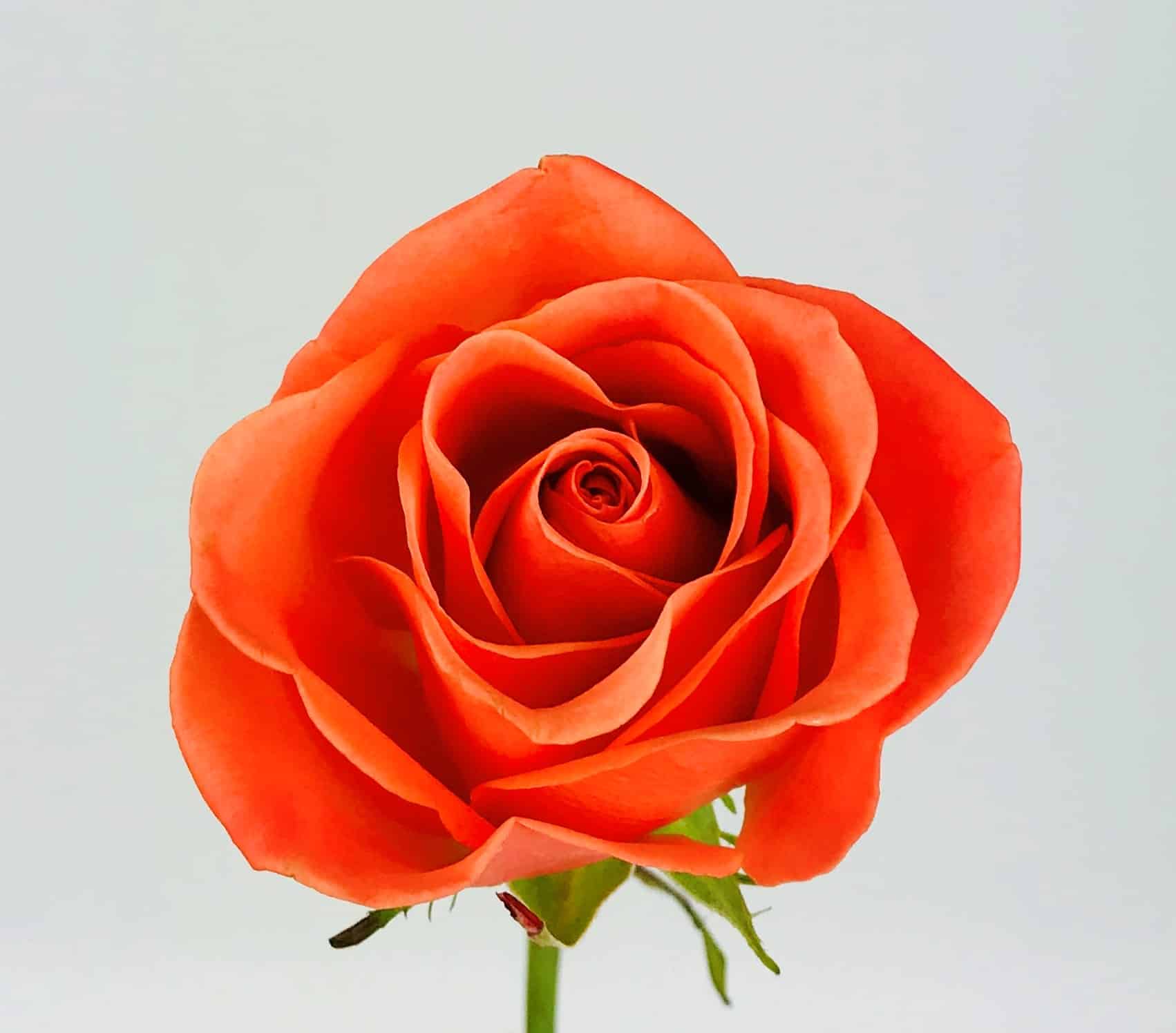 ORANGE CRUSH ROSE - 40CM - Wholesale Bulk Flowers - Cascade Floral