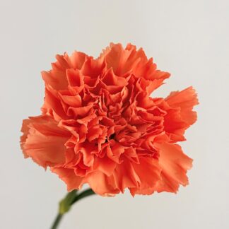 CARNATION - ORANGE  