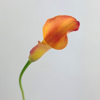 CALLA LILY MINI ORANGE CALLA LILY MINI ORANGE