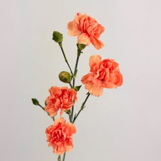 CARNATION MINI ORANGE CARNATION MINI ORANGE