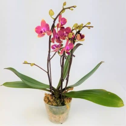 4" ORCHID  