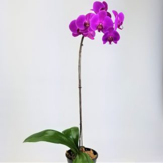 6" ORCHID- SINGLE STEM  