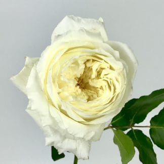 Patience Garden Rose  