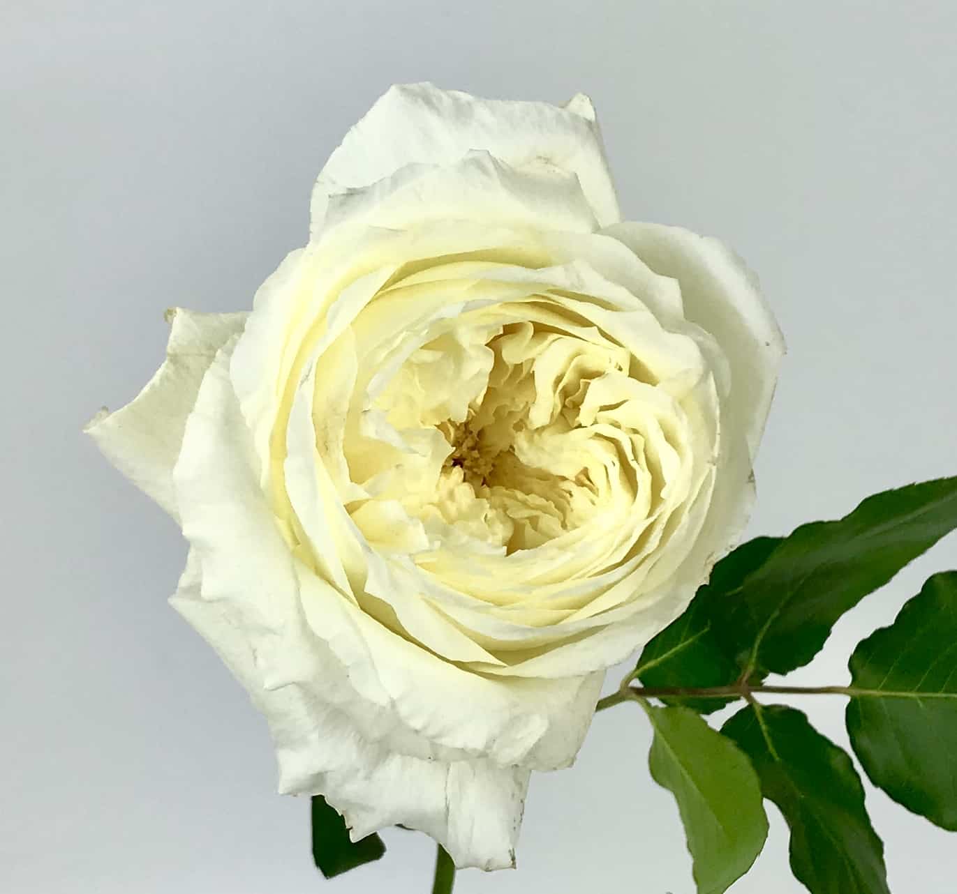 Patience Garden Rose Wholesale Bulk Flowers Cascade Floral