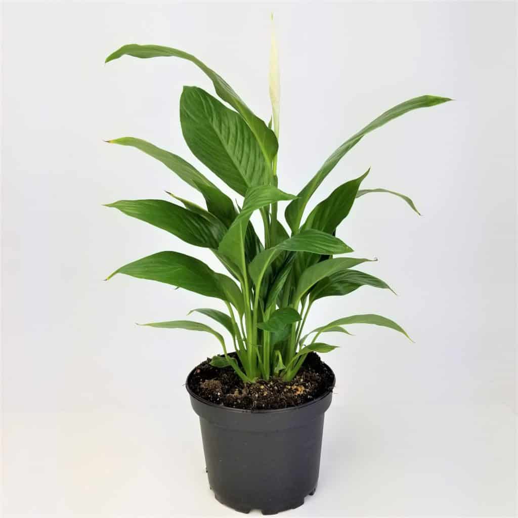 PEACE LILY 8" POT Wholesale Bulk Flowers Cascade Floral