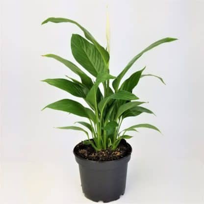 PEACE LILY- 8" POT  