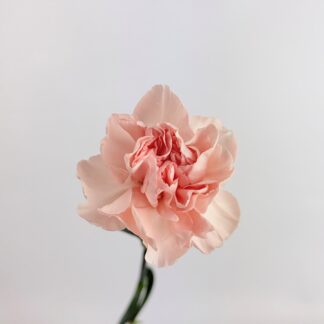 CARNATION PEACH CARNATION PEACH