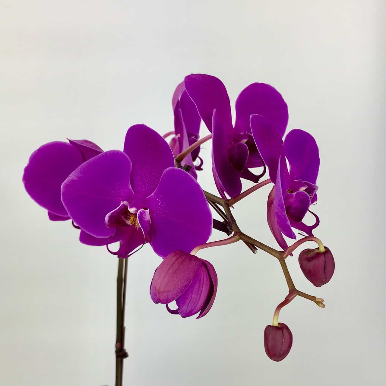 PHALAENOPSIS CUT STEM PURPLE - Wholesale Flowers - Cascade Floral